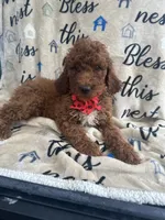 Rae-Rae -128, a female Labradoodle and Poodle - Standard  for sale in Lakeland, FL – 9 of 10