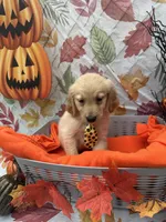 Bear bear 576, a male Golden Retriever for sale in Lakeland, FL – 2 of 10