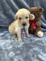 Baxter 570, a male Golden Retriever for sale in Lakeland, FL – 5 of 10