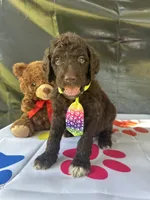 Scooby - 335, a male Labradoodle and Poodle - Standard  for sale in Lakeland, FL – 9 of 10
