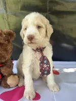 Sully, a male Labradoodle and Poodle - Standard  for sale in Lakeland, FL – 6 of 10