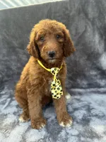 Dexter 396 F1b, a male Goldendoodle and Poodle - Miniature  for sale in Lakeland, FL – 9 of 10