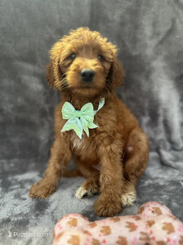 Dixie 399 F1b – Goldendoodle, Poodle - Miniature  puppy for sale in Lakeland, FL