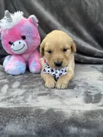 Belle 578, a female Golden Retriever for sale in Lakeland, FL – 2 of 10