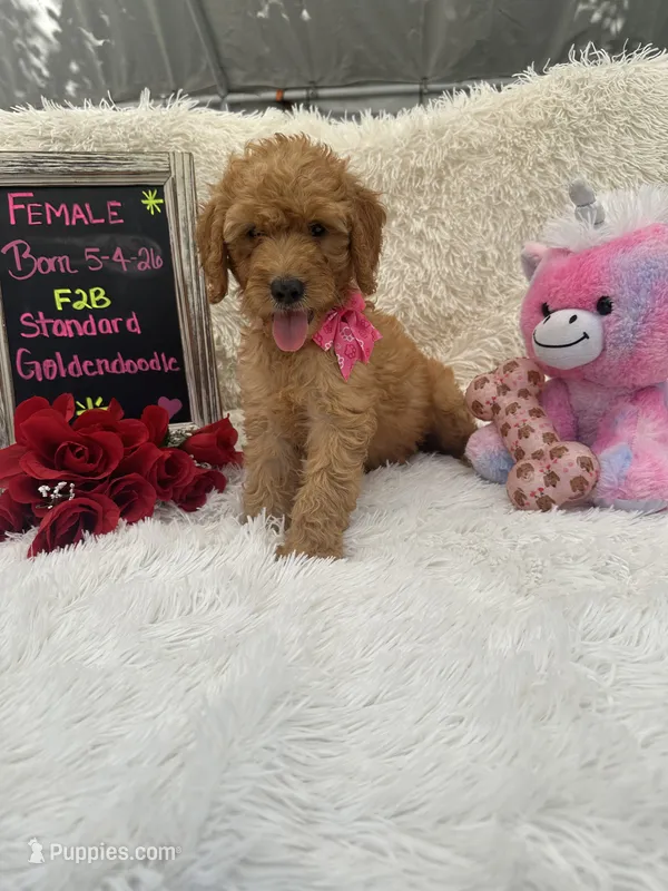Tammi-328 – Goldendoodle, Poodle - Standard  puppy for sale in Lakeland, FL