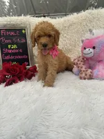 Tammi-328, a female Goldendoodle and Poodle - Standard  for sale in Lakeland, FL – 1 of 10