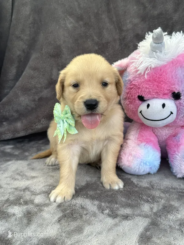 Beatrice 575 – Golden Retriever puppy for sale in Lakeland, FL