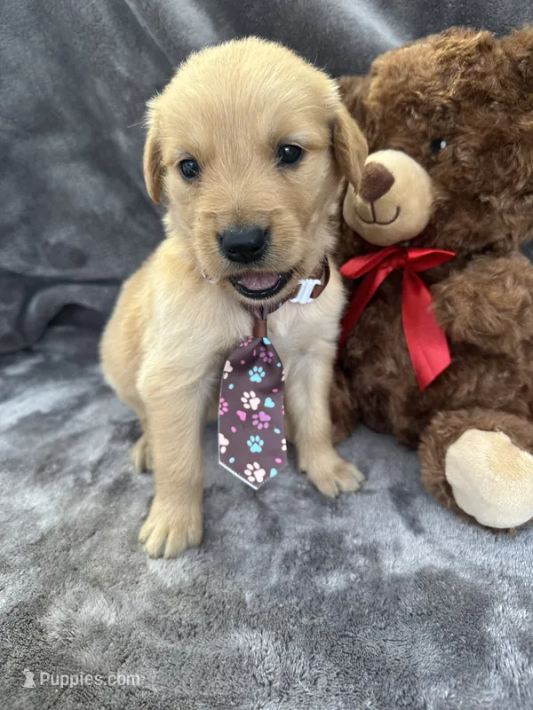 Baxter 570 – Golden Retriever puppy for sale in Lakeland, FL