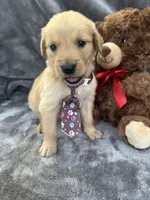 Baxter 570, a male Golden Retriever for sale in Lakeland, FL – 1 of 10