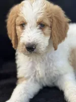 Diesel, a male Goldendoodle for sale in Lakeland, FL – Photo 5 of 10