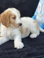 Diesel, a male Goldendoodle for sale in Lakeland, FL – Photo 8 of 10