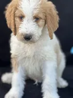 Diesel, a male Goldendoodle for sale in Lakeland, FL – Photo 2 of 10