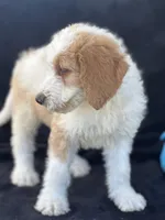 Diesel, a male Goldendoodle for sale in Lakeland, FL – Photo 4 of 10