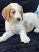 Diesel, a male Goldendoodle for sale in Lakeland, FL – Photo 10 of 10