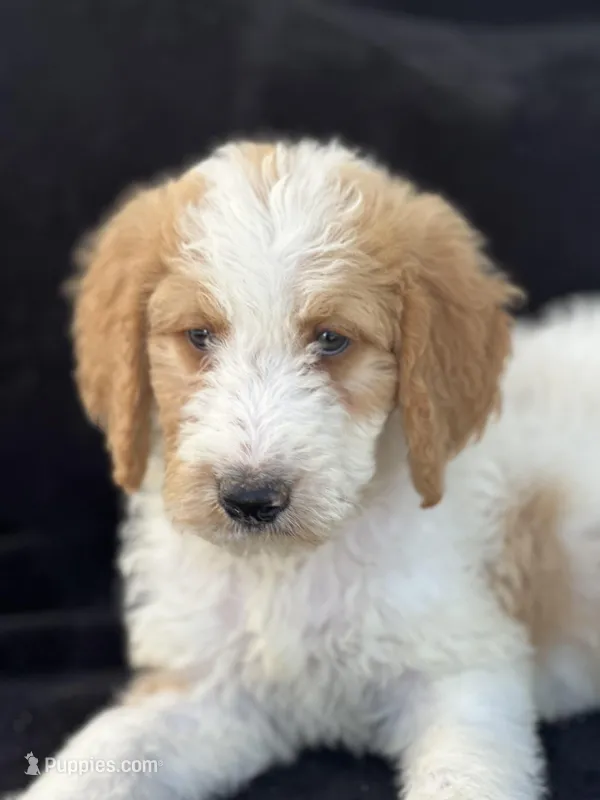 Diesel, a male Goldendoodle for sale in Lakeland, FL – Photo 1 of 10