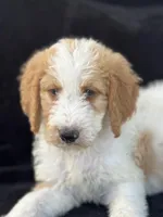 Diesel, a male Goldendoodle for sale in Lakeland, FL – Photo 1 of 10