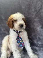 Diesel 390 F1b, a male Goldendoodle and Poodle - Miniature  for sale in Lakeland, FL – 4 of 10