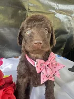 Sarah- 339, a female Labradoodle and Poodle - Standard  for sale in Lakeland, FL – 5 of 10