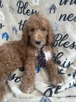 Rocky -322, a male Labradoodle and Poodle - Standard  for sale in Lakeland, FL – 6 of 10