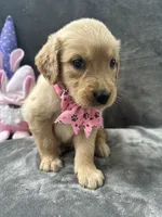 Suzzie -198, a female Golden Retriever for sale in Lakeland, FL – 10 of 10
