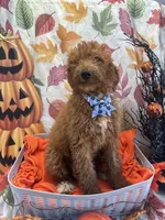 Dakota 392 f1b, a female Goldendoodle and Poodle - Miniature  for sale in Lakeland, FL – 7 of 10