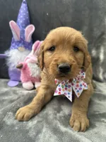 Betty Lou - 199, a female Golden Retriever for sale in Lakeland, FL – 7 of 10