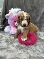 Blossom 371, a female Aussiedoodle and Poodle - Miniature  for sale in Lakeland, FL – 1 of 10