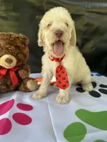 Seth - 332, a male Labradoodle and Poodle - Standard  for sale in Lakeland, FL – 8 of 10