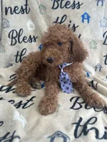 Ralph - 122, a male Labradoodle and Poodle - Standard  for sale in Lakeland, FL – 3 of 10