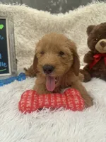 Toby -422, a male Goldendoodle and Poodle - Standard  for sale in Lakeland, FL – 6 of 10