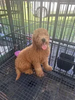Nate, a male Poodle - Miniature  and Miniature Goldendoodle for sale in Lakeland, FL – 8 of 10
