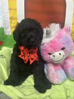 Matilda 382, a female Bernedoodle and Miniature Bernedoodle for sale in Lakeland, FL – 6 of 10