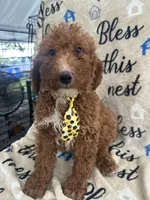 Ricky- 124, a male Labradoodle and Poodle - Standard  for sale in Lakeland, FL – 3 of 10