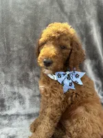 Dakota 394 F1b, a female Goldendoodle and Poodle - Miniature  for sale in Lakeland, FL – 8 of 10