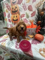 Nova 378, a female Poodle - Miniature  and Miniature Goldendoodle for sale in Lakeland, FL – 10 of 10