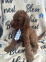 Chip, a male Labradoodle and Poodle - Standard  for sale in Lakeland, FL – 10 of 10