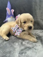 Sara  -193, a female Golden Retriever for sale in Lakeland, FL – 8 of 10