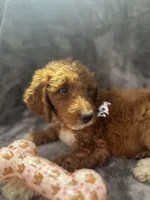 Dolly 397  F1b, a female Goldendoodle and Poodle - Miniature  for sale in Lakeland, FL – 8 of 10