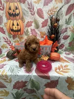 Nova 378, a female Poodle - Miniature  and Miniature Goldendoodle for sale in Lakeland, FL – 3 of 10
