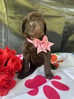 Sarah- 339, a female Labradoodle and Poodle - Standard  for sale in Lakeland, FL – 2 of 10