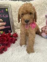 Tammi-328, a female Goldendoodle and Poodle - Standard  for sale in Lakeland, FL – 9 of 10