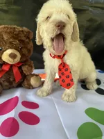 Seth - 332, a male Labradoodle and Poodle - Standard  for sale in Lakeland, FL – 7 of 10