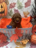  Norman 377, a male Poodle - Miniature  and Miniature Goldendoodle for sale in Lakeland, FL – 9 of 10