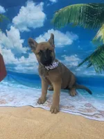 Karrie -842, a female Belgian Malinois and German Shepherd Dog for sale in Lakeland, FL – Photo 10 of 10