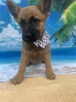 Karrie -842, a female Belgian Malinois and German Shepherd Dog for sale in Lakeland, FL – Photo 6 of 10