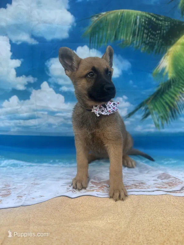Karrie -842 – Belgian Malinois, German Shepherd Dog puppy for sale in Lakeland, FL