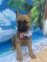 Karrie -842, a female Belgian Malinois and German Shepherd Dog for sale in Lakeland, FL – Photo 2 of 10