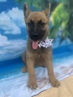 Karrie -842, a female Belgian Malinois and German Shepherd Dog for sale in Lakeland, FL – Photo 3 of 10