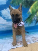 Karrie -842, a female Belgian Malinois and German Shepherd Dog for sale in Lakeland, FL – Photo 4 of 10