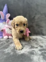 Suzzie -198, a female Golden Retriever for sale in Lakeland, FL – 6 of 10